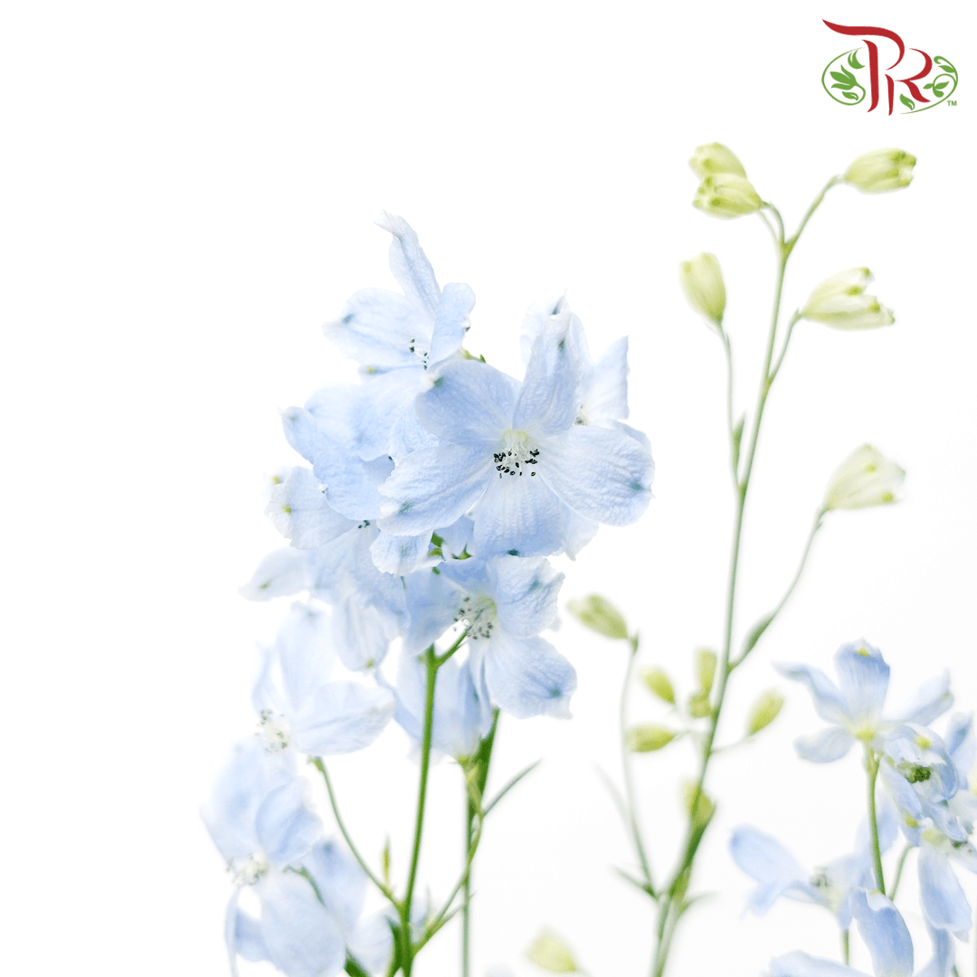 Mini Delphinium Grandiflorum - Morpho Chiffon Light Blue (5 Stems)-Light Blue-Vietnam-prflorist.com.my