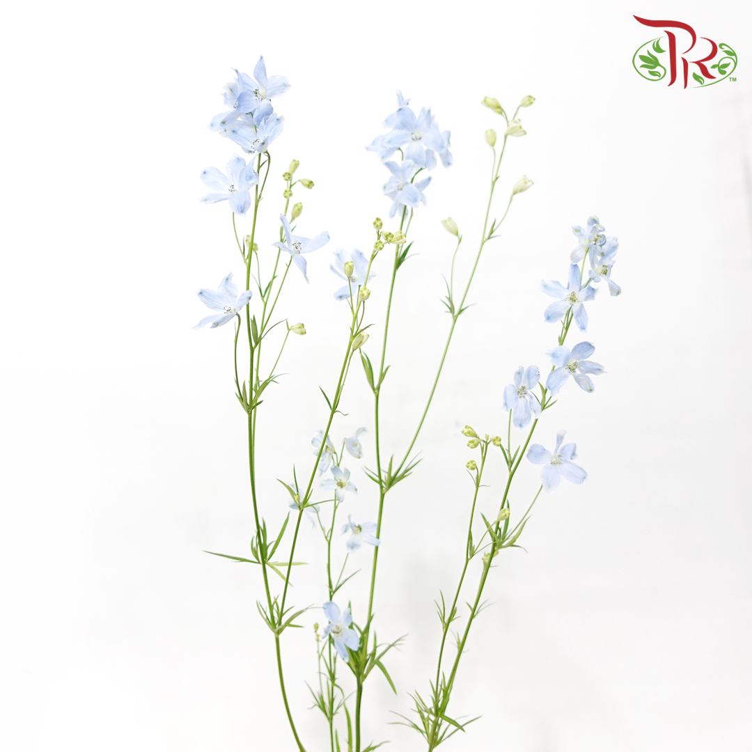 Mini Delphinium Grandiflorum - Morpho Chiffon Light Blue (5 Stems)-Light Blue-Vietnam-prflorist.com.my