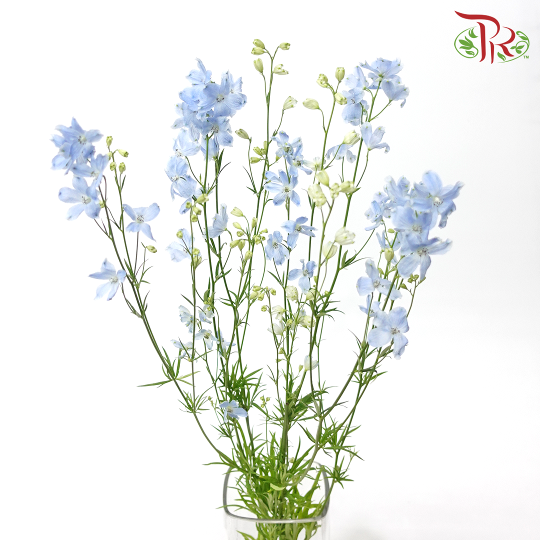 Mini Delphinium Grandiflorum - Morpho Chiffon Light Blue (5 Stems)-Light Blue-Vietnam-prflorist.com.my