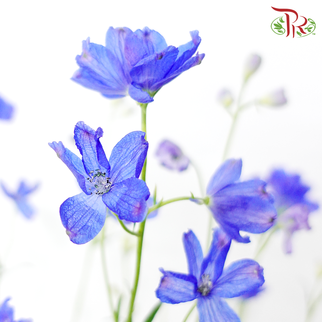 Mini Delphinium Grandiflorum - Morpho Grand Blue (5 Stems)-Blue-Vietnam-prflorist.com.my