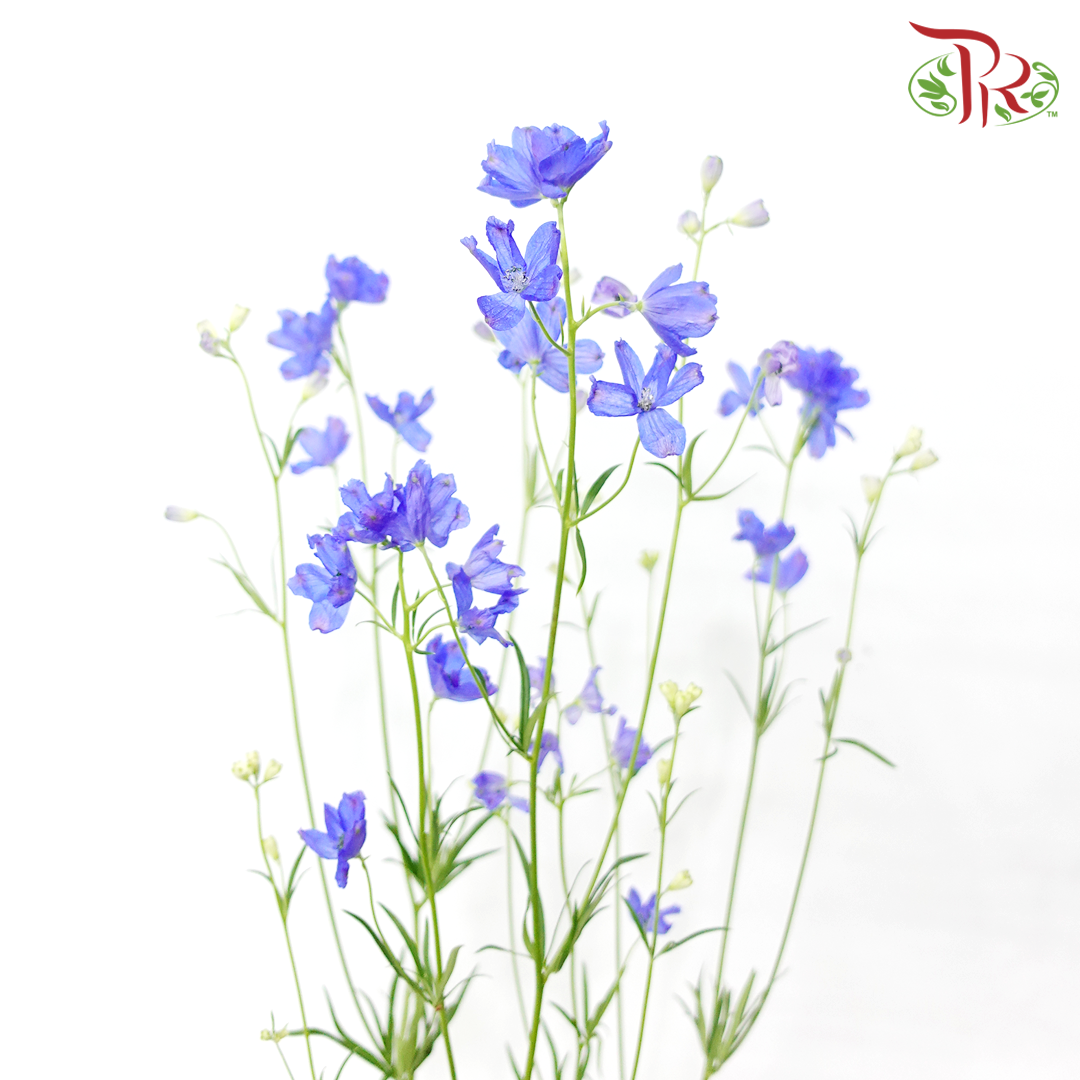 Mini Delphinium Grandiflorum - Morpho Grand Blue (5 Stems)-Blue-Vietnam-prflorist.com.my