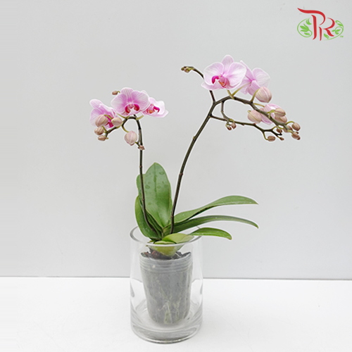 Mini Double Stem Phalaenopsis Orchid - Lilac With Stripes (Without Vase)-Pudu Ria Florist-prflorist.com.my