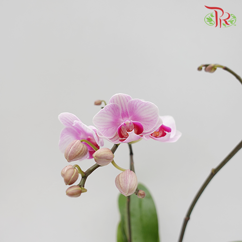 Mini Double Stem Phalaenopsis Orchid - Lilac With Stripes (Without Vase)-Pudu Ria Florist-prflorist.com.my