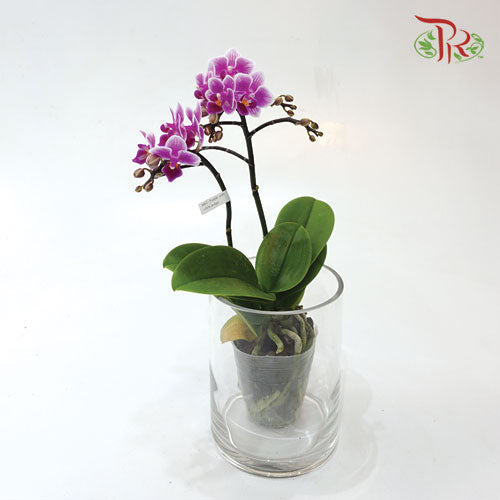 Mini Double Stem Phalaenopsis Orchid - Purple SRM1299 (Without Vase)-Pudu Ria Florist-prflorist.com.my