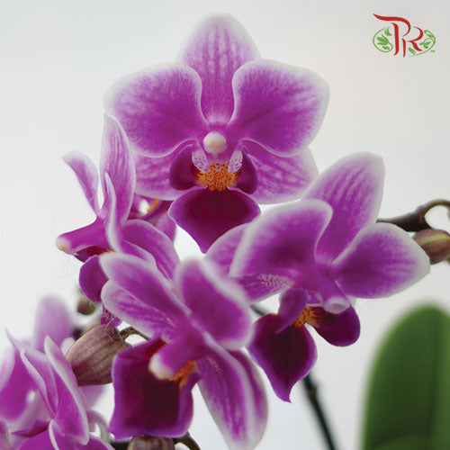 Mini Double Stem Phalaenopsis Orchid - Purple SRM1299 (Without Vase)-Pudu Ria Florist-prflorist.com.my