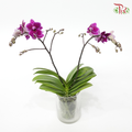 Mini Double Stems Phalaenopsis Orchid- Black (Without Vase)-Pudu Ria Florist-prflorist.com.my