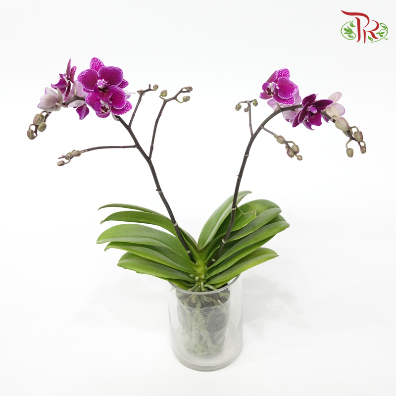 Mini Double Stems Phalaenopsis Orchid- Black (Without Vase)-Pudu Ria Florist-prflorist.com.my