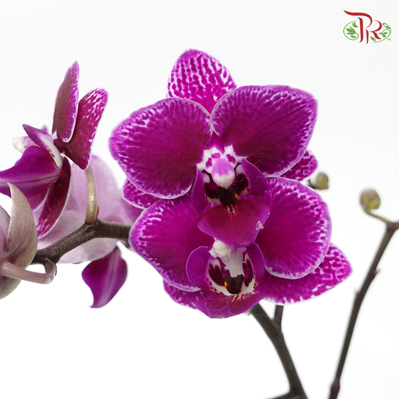 Mini Double Stems Phalaenopsis Orchid- Black (Without Vase)-Pudu Ria Florist-prflorist.com.my