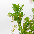 Mini Murraya - (Per Bunch)-Malaysia-prflorist.com.my