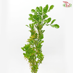 Mini Murraya - (Per Bunch)-Malaysia-prflorist.com.my