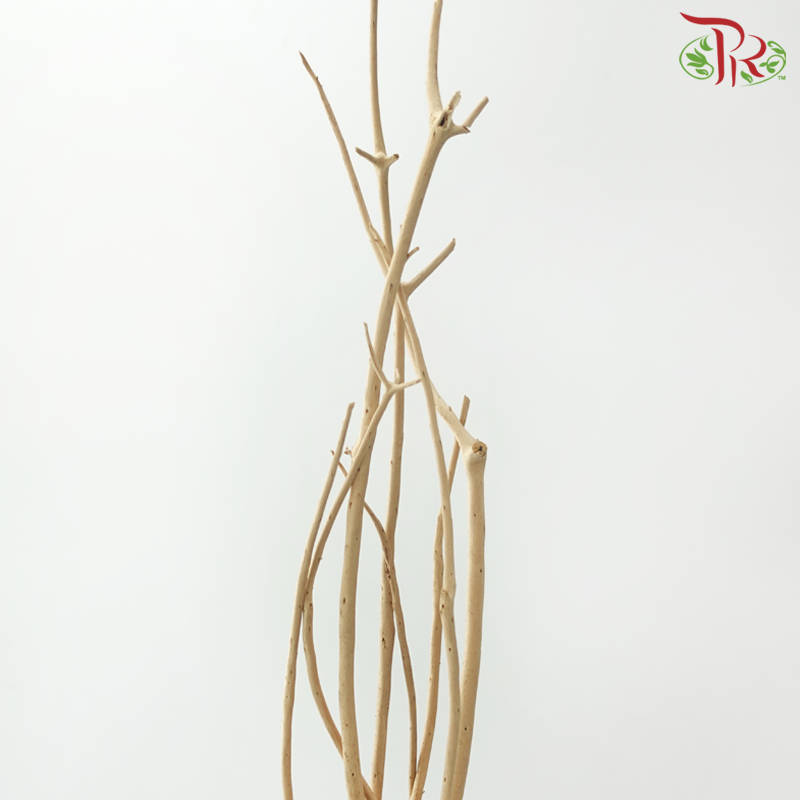 Mitsumata 150CM - Brown (Per Stem)-Brown-China-prflorist.com.my