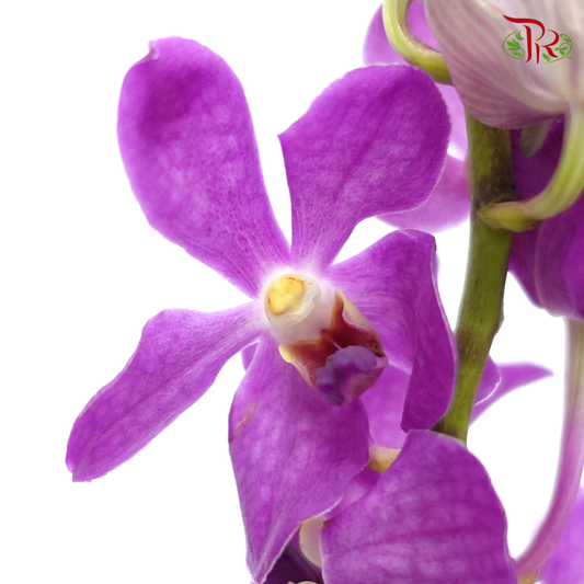 Mokara Orchid - Purple (10 Stems)-Purple-Thailand-prflorist.com.my