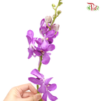 Mokara Orchid - Purple (10 Stems)-Purple-Thailand-prflorist.com.my