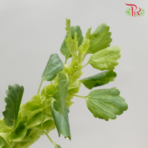 Molucella Laevis - (Per Bunch)-China-prflorist.com.my