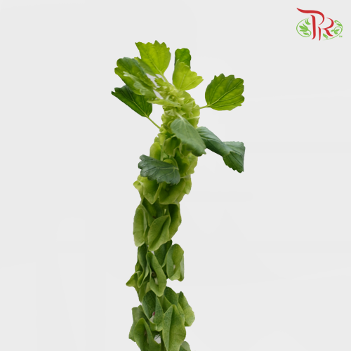 Molucella Laevis - (Per Bunch)-China-prflorist.com.my