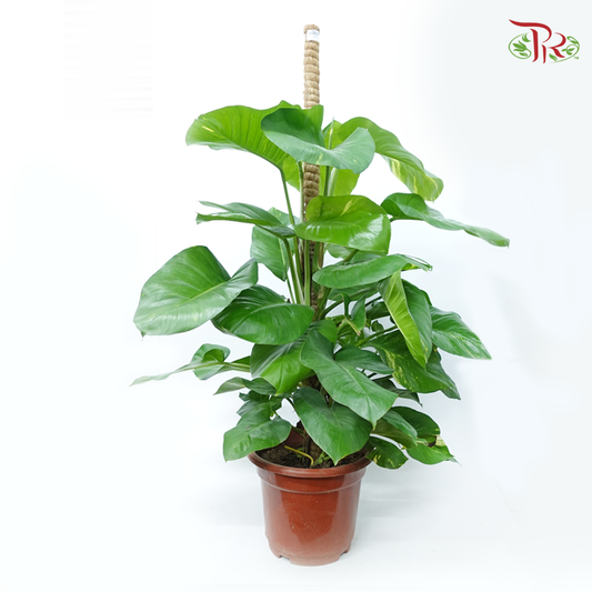 Money Plant 5OH《万年青》-Pudu Ria Florist-prflorist.com.my