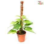 Money plant - Epipremnum Aureum 2ft 《万年青》-Pudu Ria Florist-prflorist.com.my