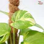 Money plant - Epipremnum Aureum 2ft 《万年青》-Pudu Ria Florist-prflorist.com.my