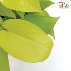 Money Plant (Gold) - Epipremnum spp《万年青》-Pudu Ria Florist-prflorist.com.my