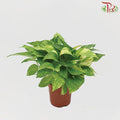 Money Plant Green - Epipremnum spp《万年青》-Pudu Ria Florist-prflorist.com.my