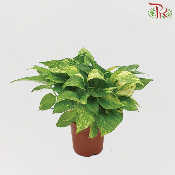 Money Plant Green - Epipremnum spp《万年青》-Pudu Ria Florist-prflorist.com.my