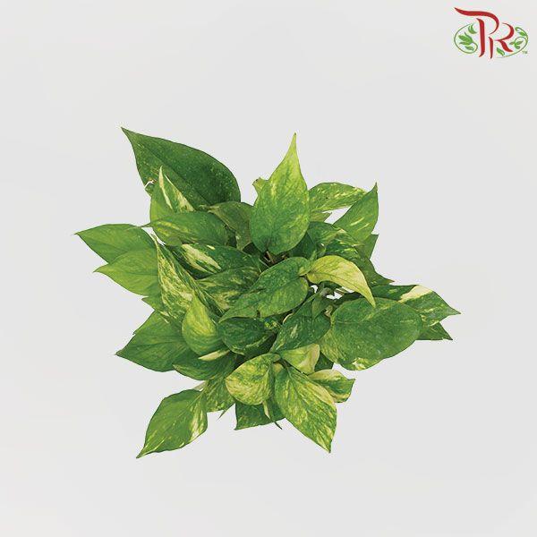 Money Plant Green - Epipremnum spp《万年青》-Pudu Ria Florist-prflorist.com.my