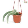 Monkey Tail Cactus (Cleistoccactus Spp) P105《猴尾仙人掌》-Pudu Ria Florist-prflorist.com.my