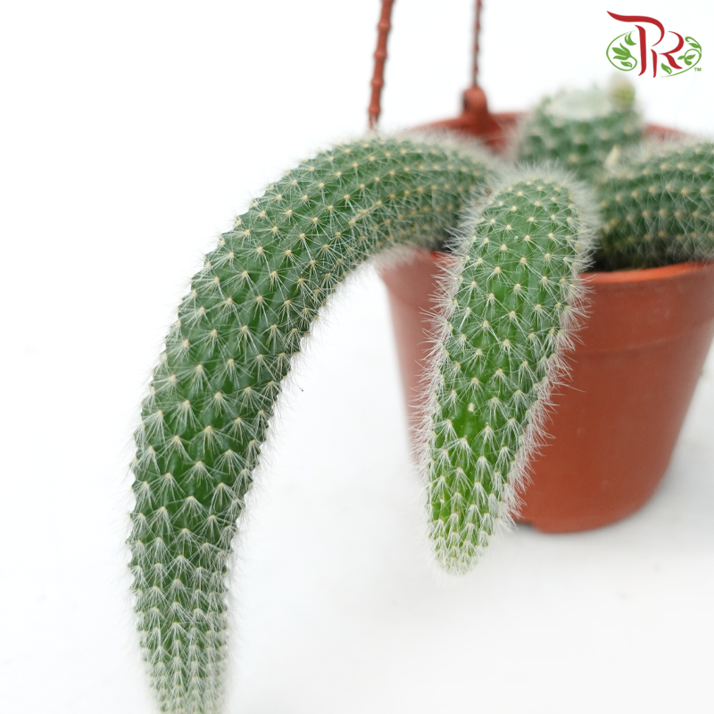 Monkey Tail Cactus (Cleistoccactus Spp) P105《猴尾仙人掌》-Pudu Ria Florist-prflorist.com.my