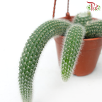 Monkey Tail Cactus (Cleistoccactus Spp) P105《猴尾仙人掌》-Pudu Ria Florist-prflorist.com.my