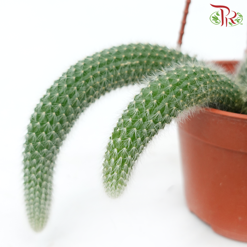 Monkey Tail Cactus (Cleistoccactus Spp) P105《猴尾仙人掌》-Pudu Ria Florist-prflorist.com.my