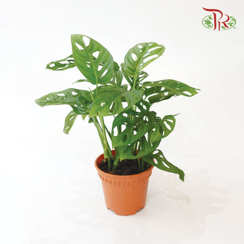 Monstera Adansonii《仙洞龟背竹》(35CM)-Pudu Ria Florist-prflorist.com.my