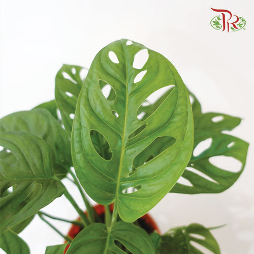 Monstera Adansonii《仙洞龟背竹》(35CM)-Pudu Ria Florist-prflorist.com.my