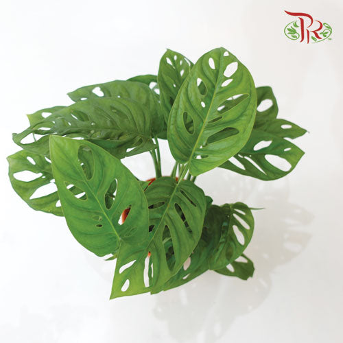 Monstera Adansonii《仙洞龟背竹》(35CM)-Pudu Ria Florist-prflorist.com.my
