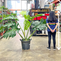 Monstera Deliciosa P450 - XXXXL《龟背竹》