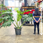 Monstera Deliciosa P450 - XXXXL《龟背竹》