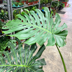 Monstera Deliciosa P450 - XXXXL《龟背竹》