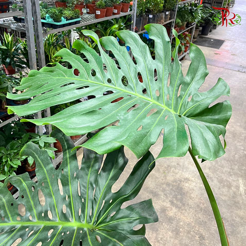 jumbo monstera deliciosa Monstera Deliciosa P450