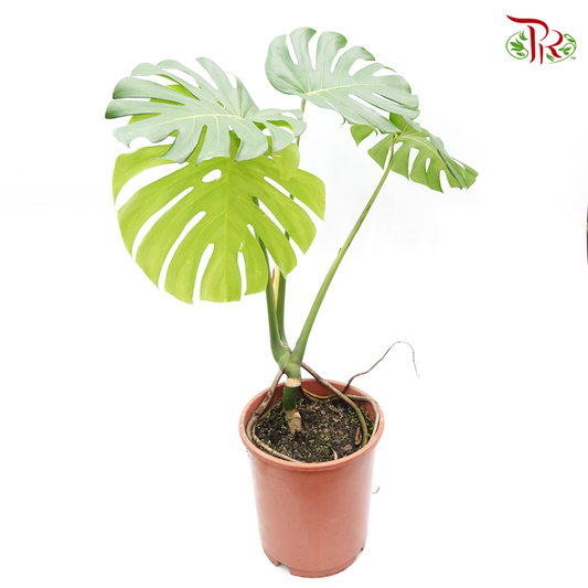 Monstera Deliciosa《龟背竹》- (S / L / XXL)-L (3-4 leaves)-Pudu Ria Florist-prflorist.com.my