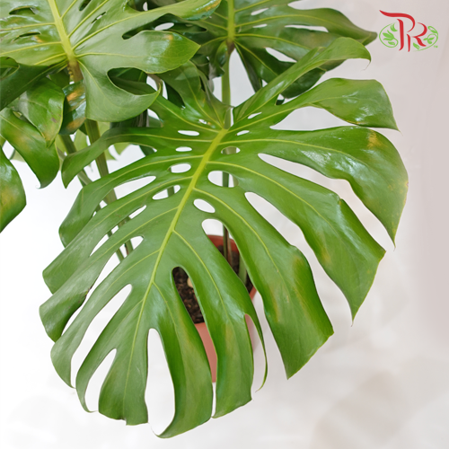 monstera deliciosa xxl Monstera Deliciosa《龟背竹》- (S / L / XXL) – Pudu Ria Florist
