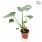 Monstera Deliciosa《龟背竹》- (S / L / XXL)-S (3-4 leaves)-Pudu Ria Florist-prflorist.com.my