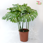 Monstera Deliciosa《龟背竹》- (S / L / XXL)-XXL (3-4 leaves)-Pudu Ria Florist-prflorist.com.my