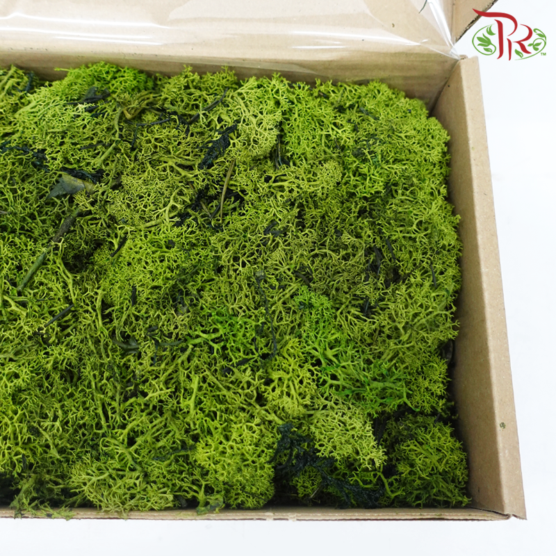 Moss Reindeer (Dried) - Green Tea Green (Per Box)-Green Tea Green-Pudu Ria Florist-prflorist.com.my