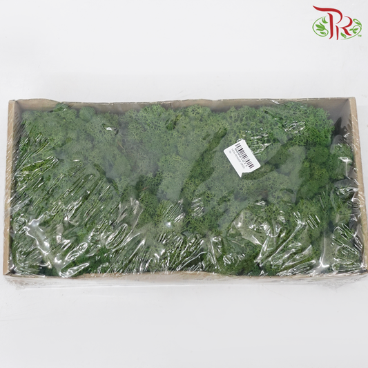 Moss Reindeer (Dried) - Mosgroen (Per Box)-Dark Green-Pudu Ria Florist-prflorist.com.my