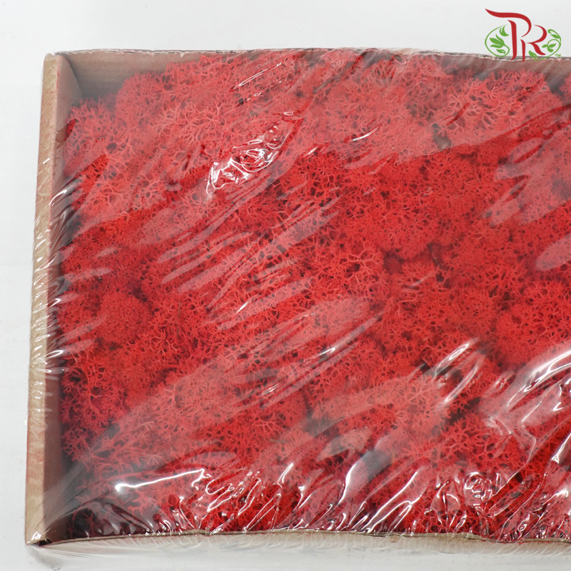 Moss Reindeer (Dried) - Red (Per Box)-Red-Pudu Ria Florist-prflorist.com.my