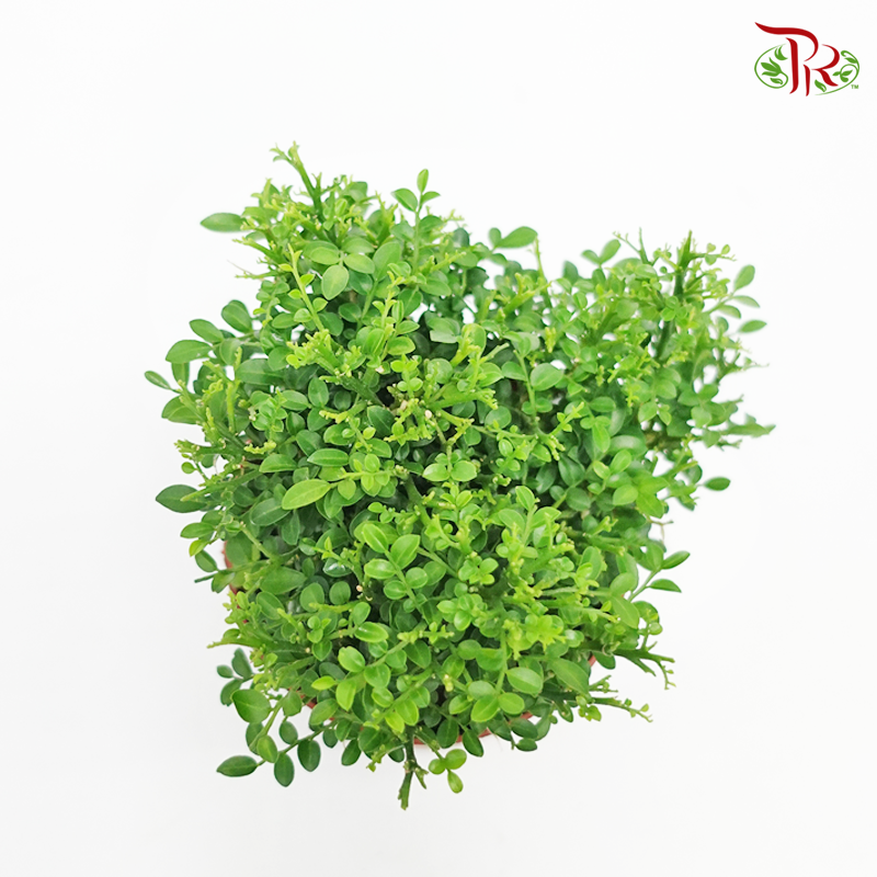 Murraya Dwarf P110 《矮九里香》