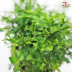 Murraya Dwarf P110 《矮九里香》