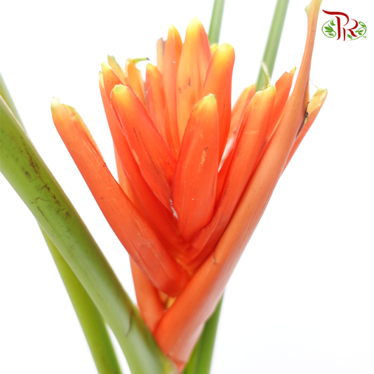 Musa Banana Flower - (Per Stem)-Orange-Malaysia-prflorist.com.my