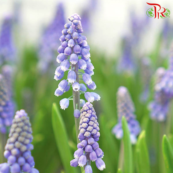 Muscari Big Smile 《篮精灵》
