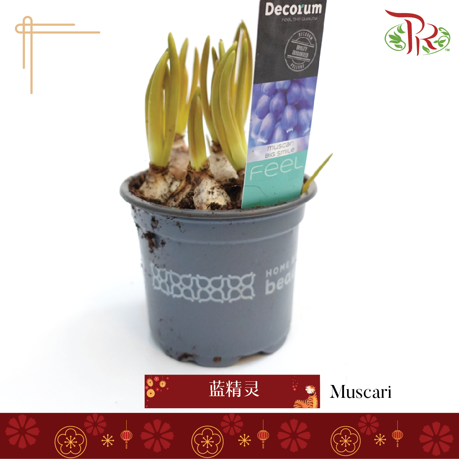 Muscari Big Smile 《篮精灵》