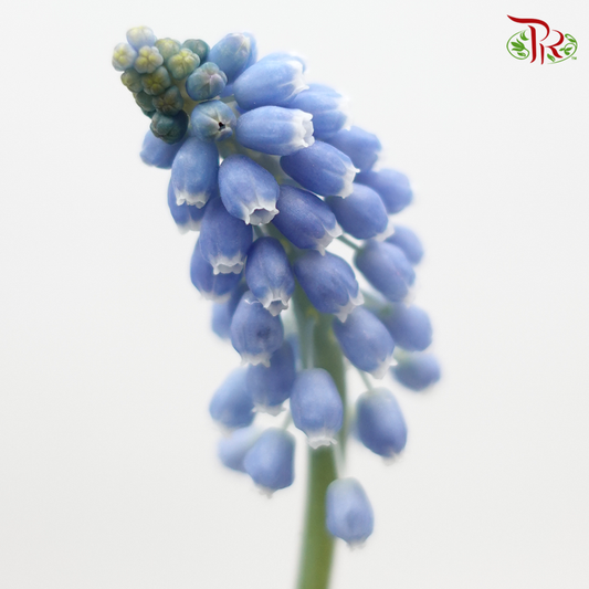 Muscari Blue - (5 Stems)-Netherland-prflorist.com.my